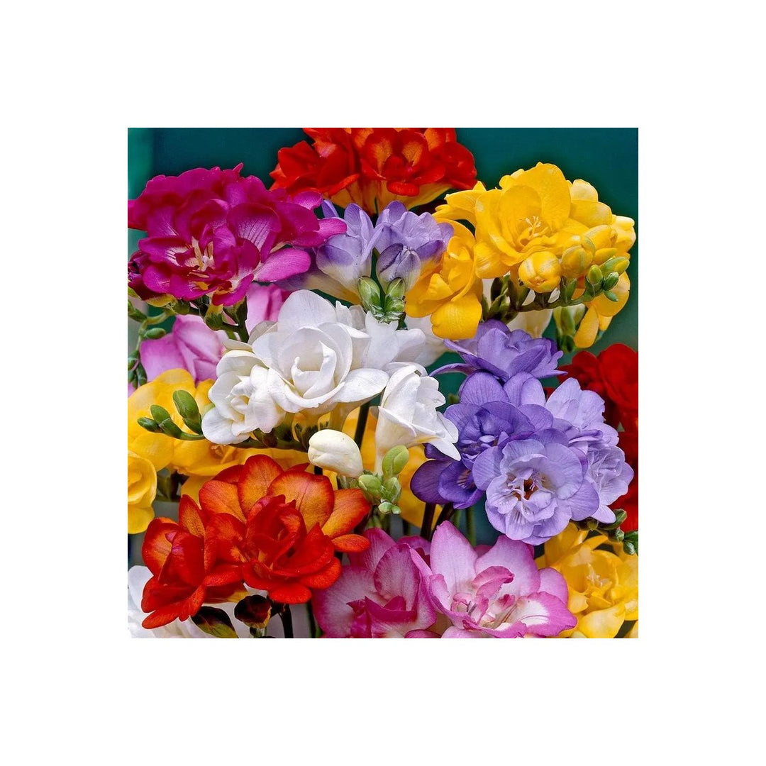 Mixed Color Freesia Flower Non Gmo Spring For Vibrant Garden Blooms Flower Seeds for Home Garden [neera-v5-244b23da14aaf5cd77e4]