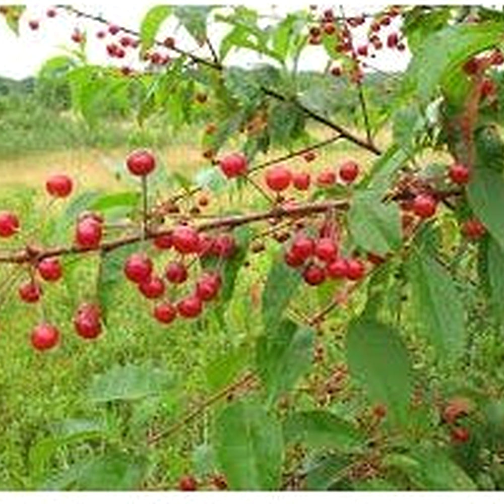 Pin Cherry (Prunus pensylvanica) Fruit Seeds for Planting [neera-v5-244c2aa4225bc4ea77da]