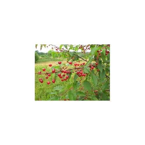 Pin Cherry (Prunus pensylvanica) Fruit Seeds for Planting [neera-v5-244c2aa4225bc4ea77da]