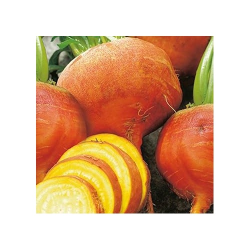 Orange Beet Seeds for Planting [neera-v5-245200eb132135e8d56c]