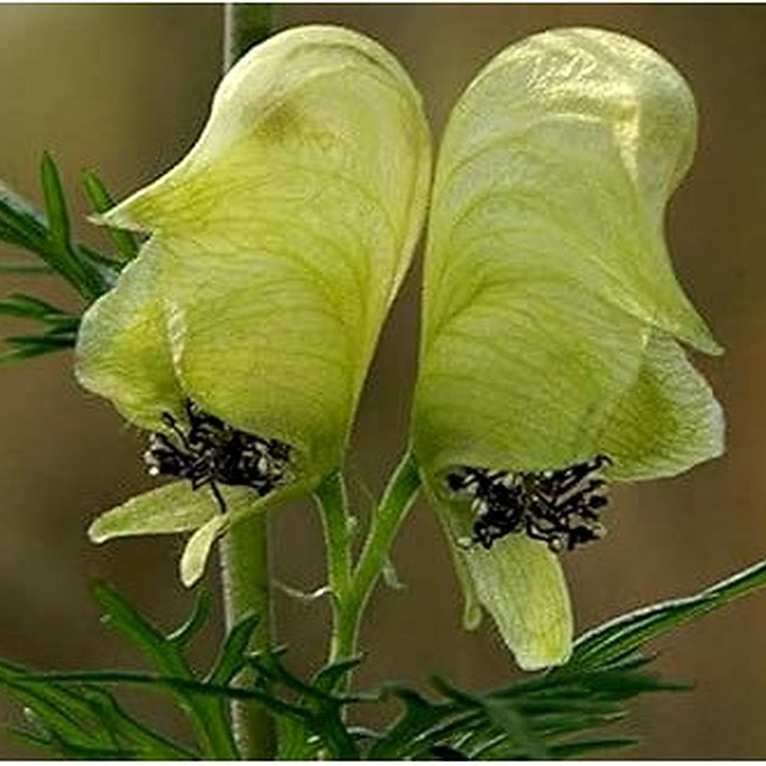 Light Green Aconitum (Monkshood) Flower Seeds for Planting [neera-v5-24565d4dd03159221964]