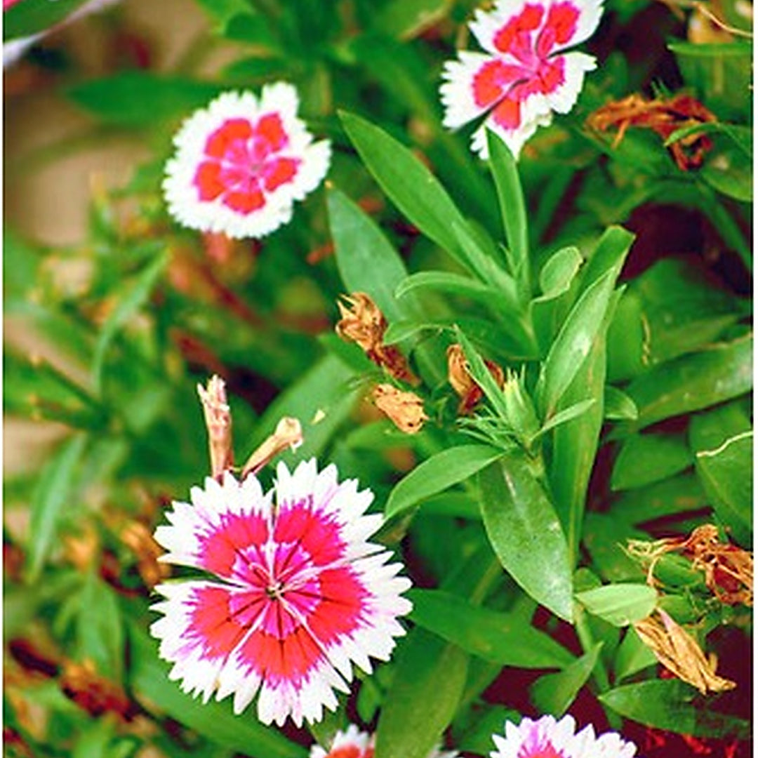 Pink Dianthus Chinensis Rainbow Flower For Planting In Garden And Pots Flower Seeds for Home Garden [neera-v5-245b5c1a93a66228e013]