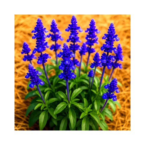 Blue Sage Mosquito Repellent Herb Perennial Heirloom Non Gmo Drought Tolerant Perennial Flower [neera-v5-2469110da6302158d098]