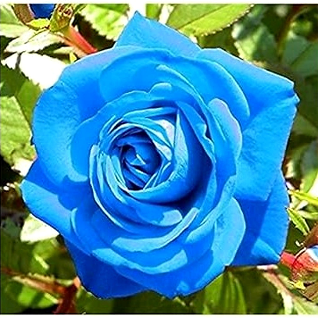 Blue Unique Rose Flower Seeds for Planting [neera-v5-24715b93baa040e2a19a]