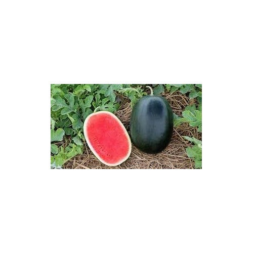 Heirloom Non-GMO Watermelon Seeds for Planting | High Germination Organic Garden Seeds [neera-v5-247edb17f0728b1db543]