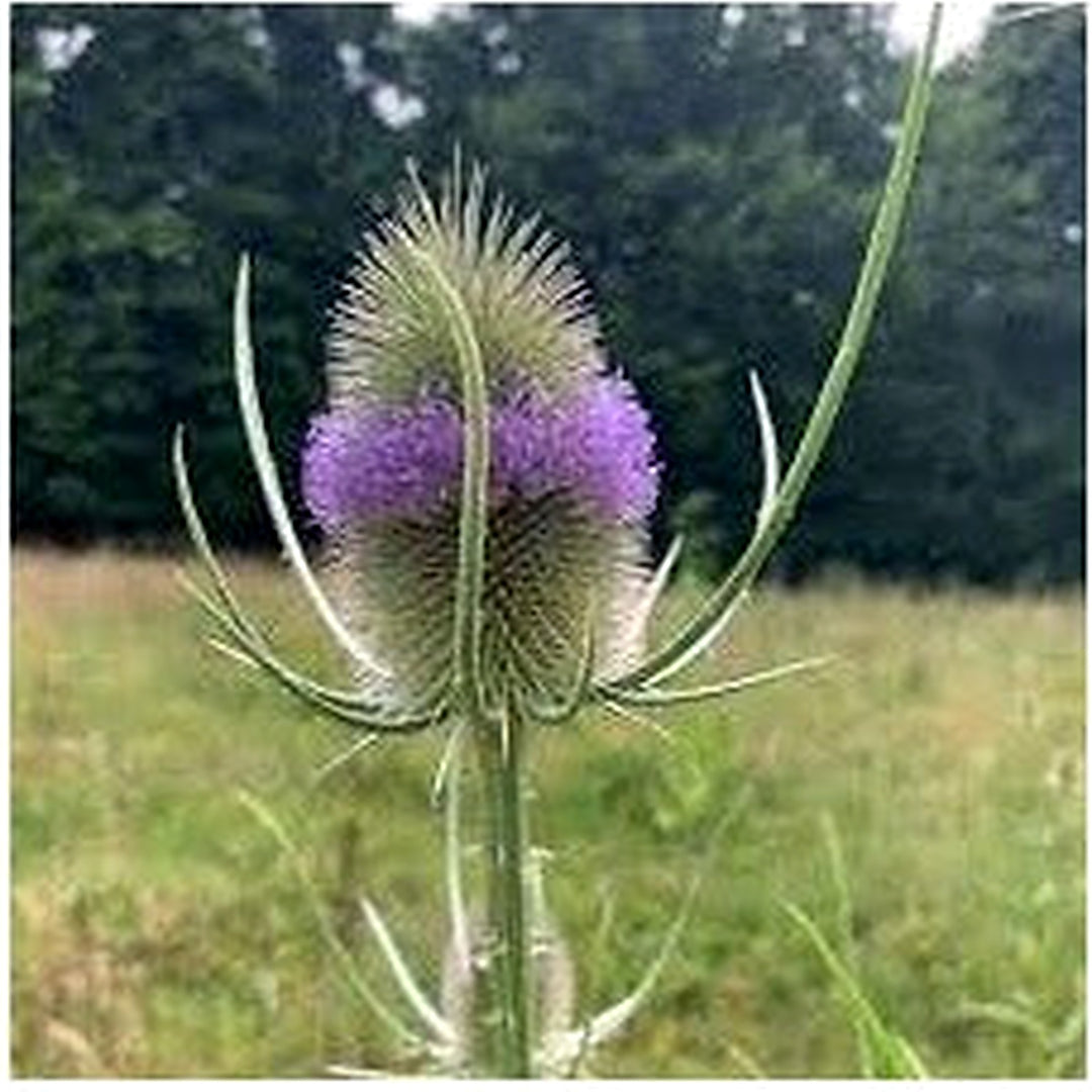 Dipsacus Plant Seeds for Planting [neera-v5-2489d8e0aecb2ec3fc0b]
