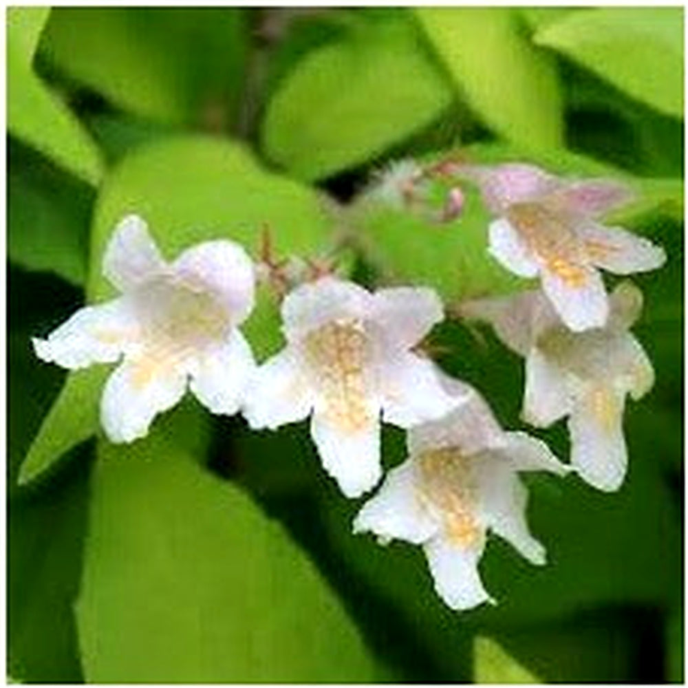 Organic Heirloom Non-GMO White Kolkwitzia Seeds for Planting [neera-v5-248bf16a52b0f56cab53]
