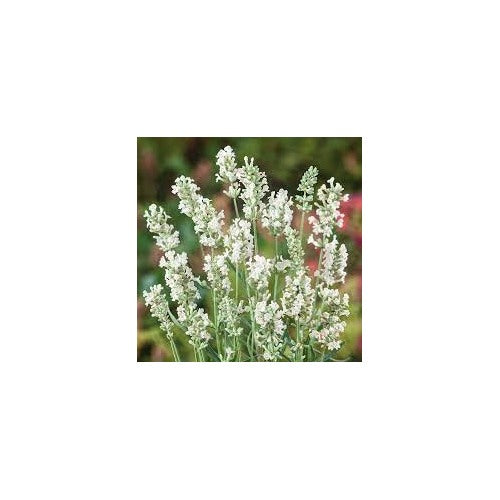 White Lavender Heirloom Non Gmo Elegant Blooms For Serene Gardens Flower Seeds for Home Garden [neera-v5-2495347aa8a79510f6f6]