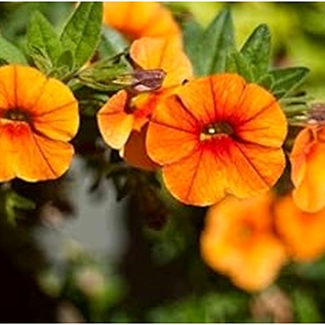 Light Orange Petunia Flower Seeds for Planting [neera-v5-249c15843a9a9df4cc68]