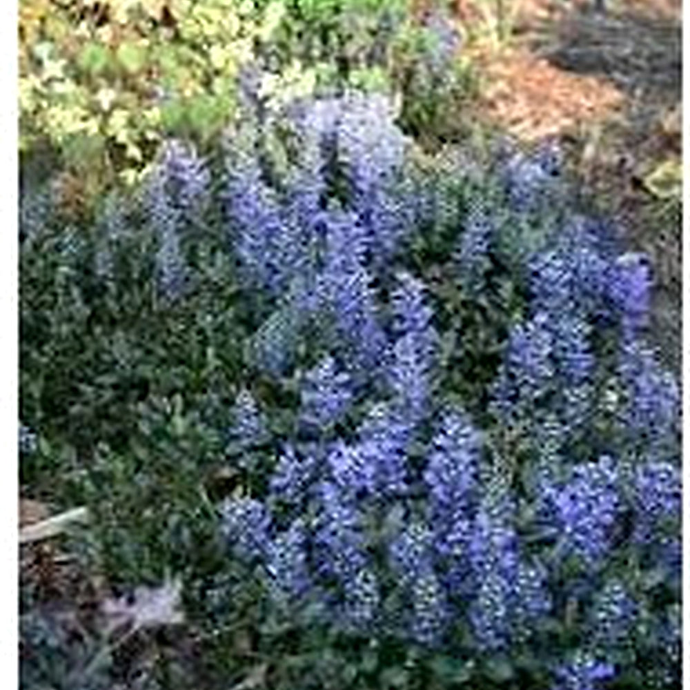 Heirloom Non-GMO Ajuga Flower Seeds [neera-v5-249f32b50ee18351a52e]