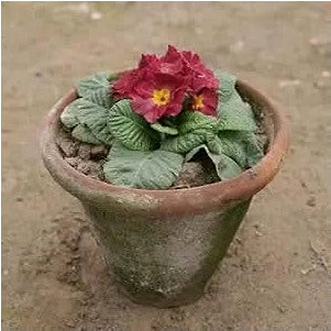 Primula Acaulis Primrose Flower Flower Seeds for Home Garden Planting, Premium Organic Blooming [neera-v5-24a989fd9fb0a4cdd68e]