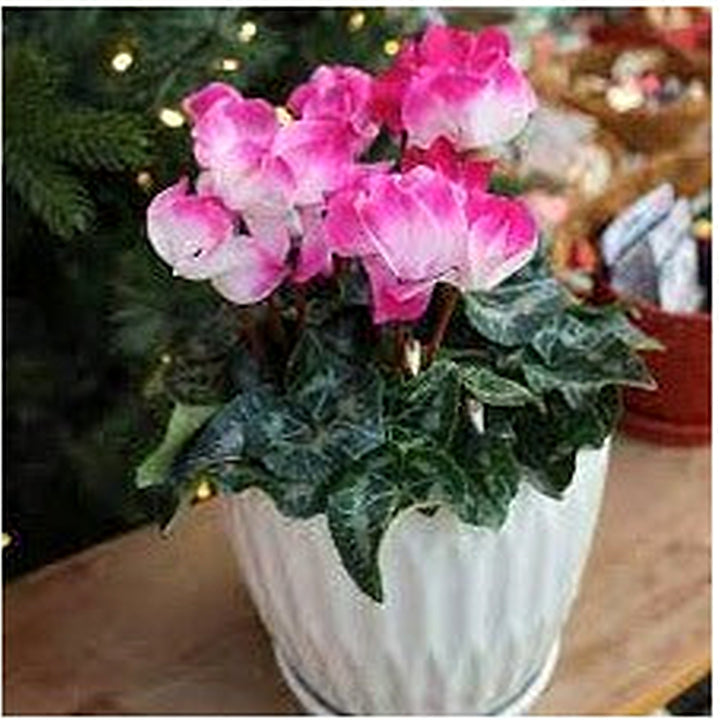 Pink &amp; White Cyclamen Seeds [neera-v5-24b3968ec1560c85f74f]