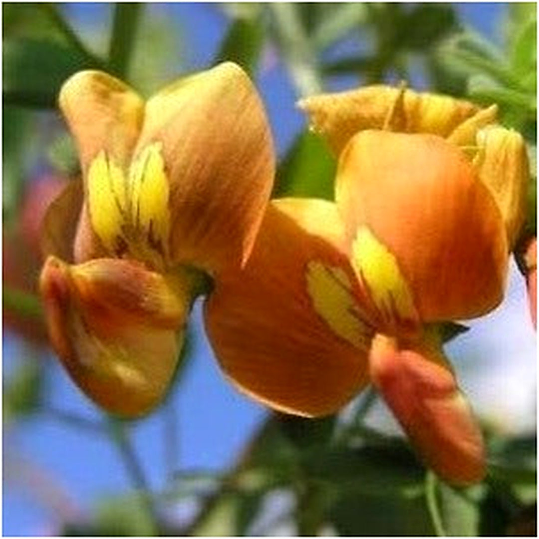 Bladder Senna Bush Plant Seeds for Planting [neera-v5-24bea94ea5425ef7e2af]