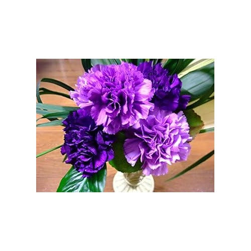 Violet Carnation (Dianthus Caryophyllus) Flower Seeds [neera-v5-24c423b1160d6a33f27b]