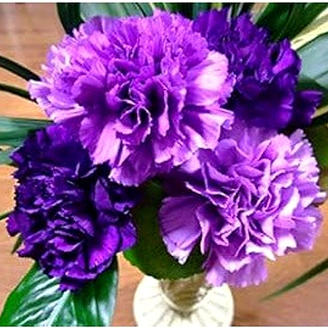 Violet Carnation (Dianthus Caryophyllus) Flower Seeds [neera-v5-24c423b1160d6a33f27b]