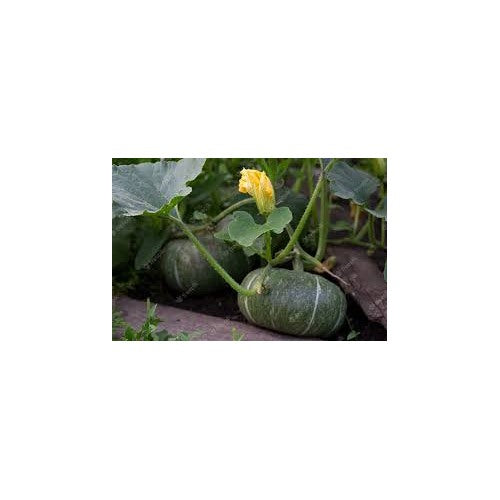 Calabaza or Sweet Pumpkin Seeds for Planting [neera-v5-24c4ec64b81cb64ec7cb]