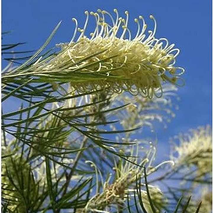 White Grevillea Robusta Flower Seeds for Planting [neera-v5-24c52f6a565f6a9e1d39]