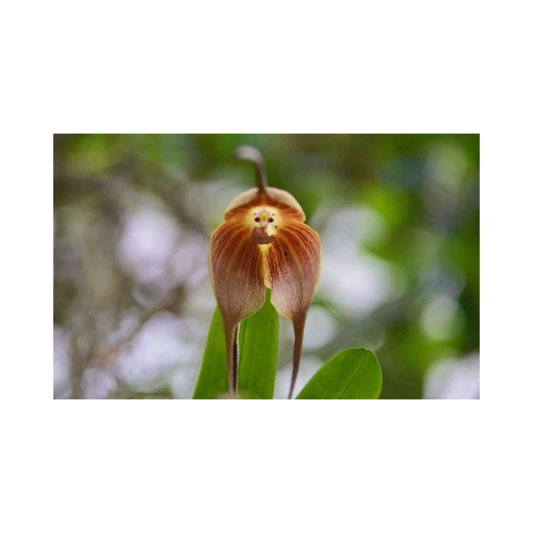 Heirloom Non Gmo Monkey Orchid Flower For Planting Rare Dracula Simia Exotic Blooms Flower Seeds [neera-v5-24c86b06cc6d6500121e]