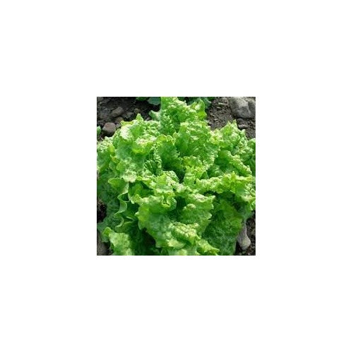Lettuce Vegetable Seeds for Planting [neera-v5-24d63f0ac097a5e1479e]