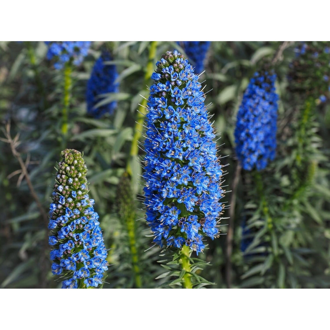 Madeira Flower For Planting Non Gmo Flower Seeds for Home Garden Planting, Exotic Organic Blooming [neera-v5-24da094f8319238ac343]