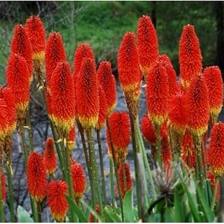 Organic Heirloom Uvaria Flower Seeds for Planting [neera-v5-24da2b743307bc2781af]