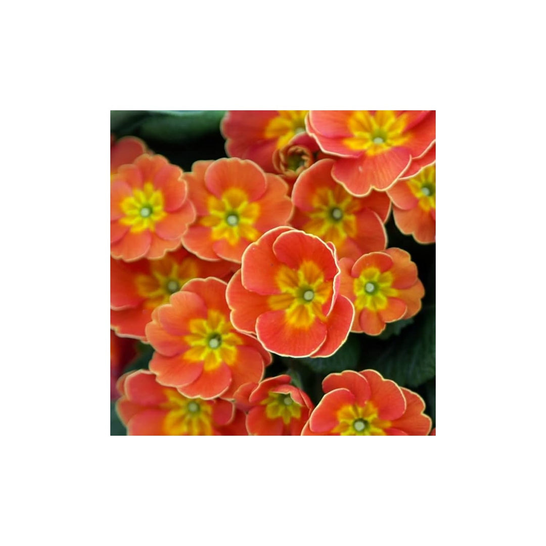 Orange Primrose Flower For Planting Flower Seeds for Home Garden Planting, Decorative Organic [neera-v5-24dd0643c5c82292a9c4]