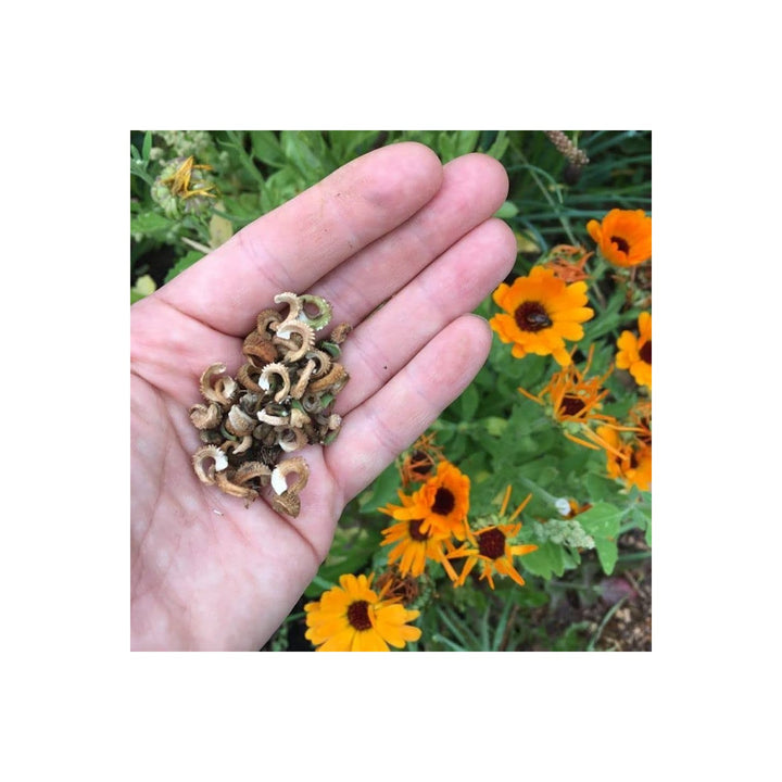 French Calendula Calendula Officinalis Flower For Backyard Garden Planting Flower Seeds for Home [neera-v5-24de0aeb22fb46518d74]