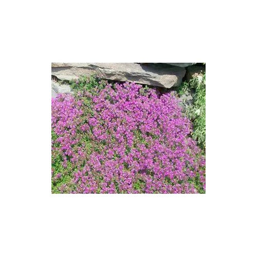 Creeping Thyme For Low Growing Fragrant Groundcover Flower Seeds for Home Garden Planting, [neera-v5-24ea942fed343838ad85]