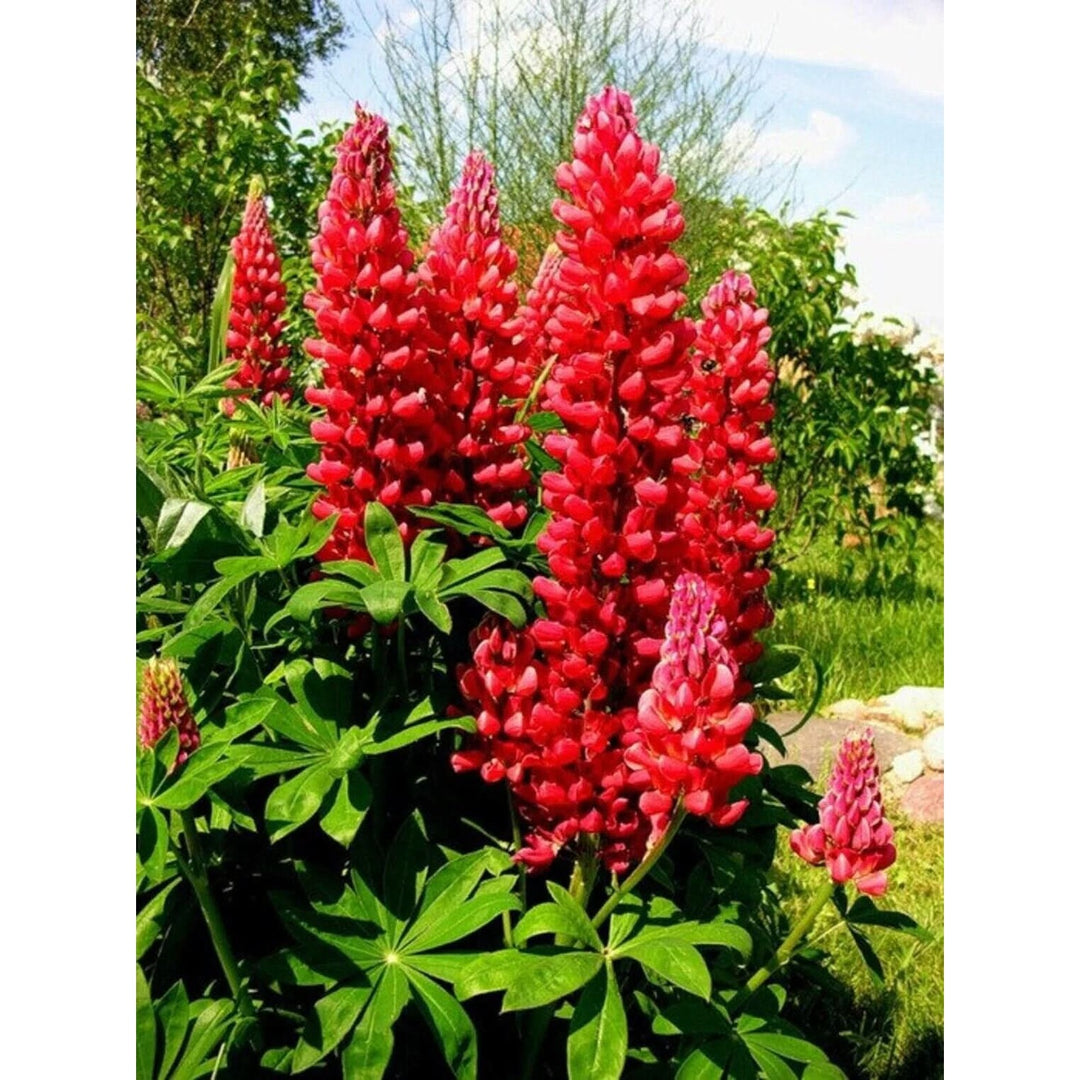 Heirloom Non Gmo Russell Flower For Planting Colorful Lupine Blooms For Cottage And Wildflower [neera-v5-24ef4c4b351aa251848d]