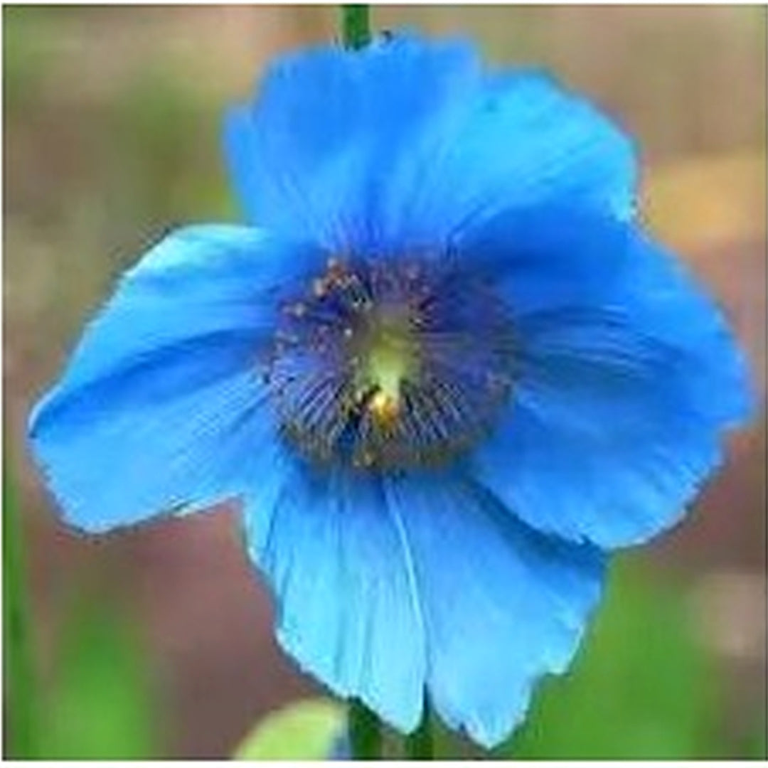 Meconopsis Flower For Garden Non Gmo Flower Seeds for Home Garden Planting, Landscape Organic [neera-v5-250b40c9ac4310e99b06]