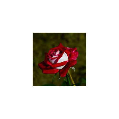 Rare Deep Red and White Osiria Ruby Rose Flower Seeds Non-GMO Heirloom Garden Seeds for Planting [neera-v5-253550d66946504178b7]