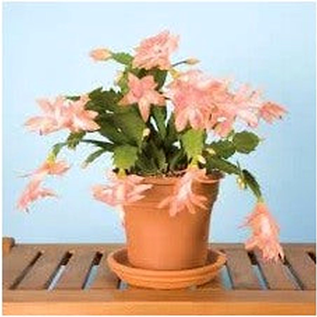 Heirloom Non-GMO Schlumbergera Flower Seeds for Planting [neera-v5-255a243eb78be356a482]