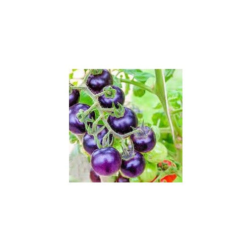 Heirloom Purple Cherry Tomato Vegetable Seeds for Planting [neera-v5-256865570340bdde1f7a]