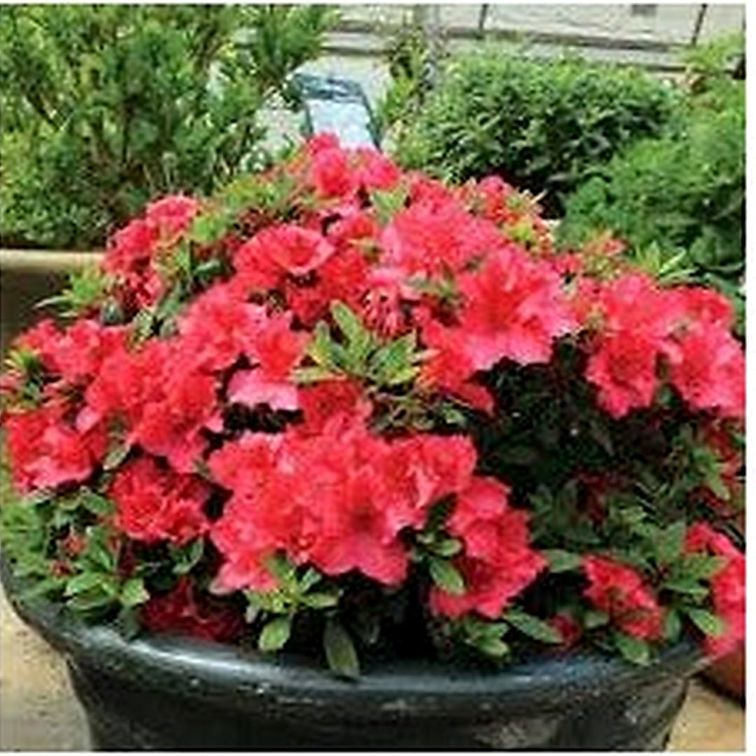 White Red Azalea Flower Fresh Planting Bicolor Azaleas Flower Seeds Home Garden Planting, [neera-v5-25774d3e922b45affff2]