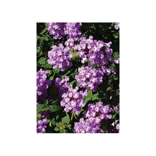 Heirloom Non-GMO Violet Lantana Flower Seeds for Planting [neera-v5-25a09b857b22a7fc85f8]