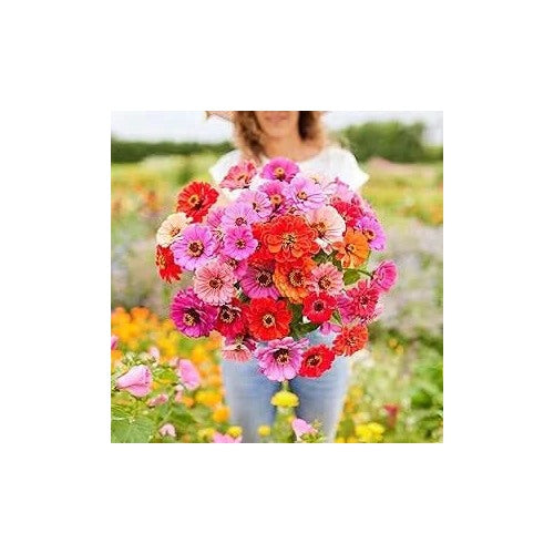 Zinnia Dahlia Fiorito Mixed Colors Heat Tolerant Flower Flower Seeds for Home Garden Planting, [neera-v5-25ac19a5239f1f71c3c2]