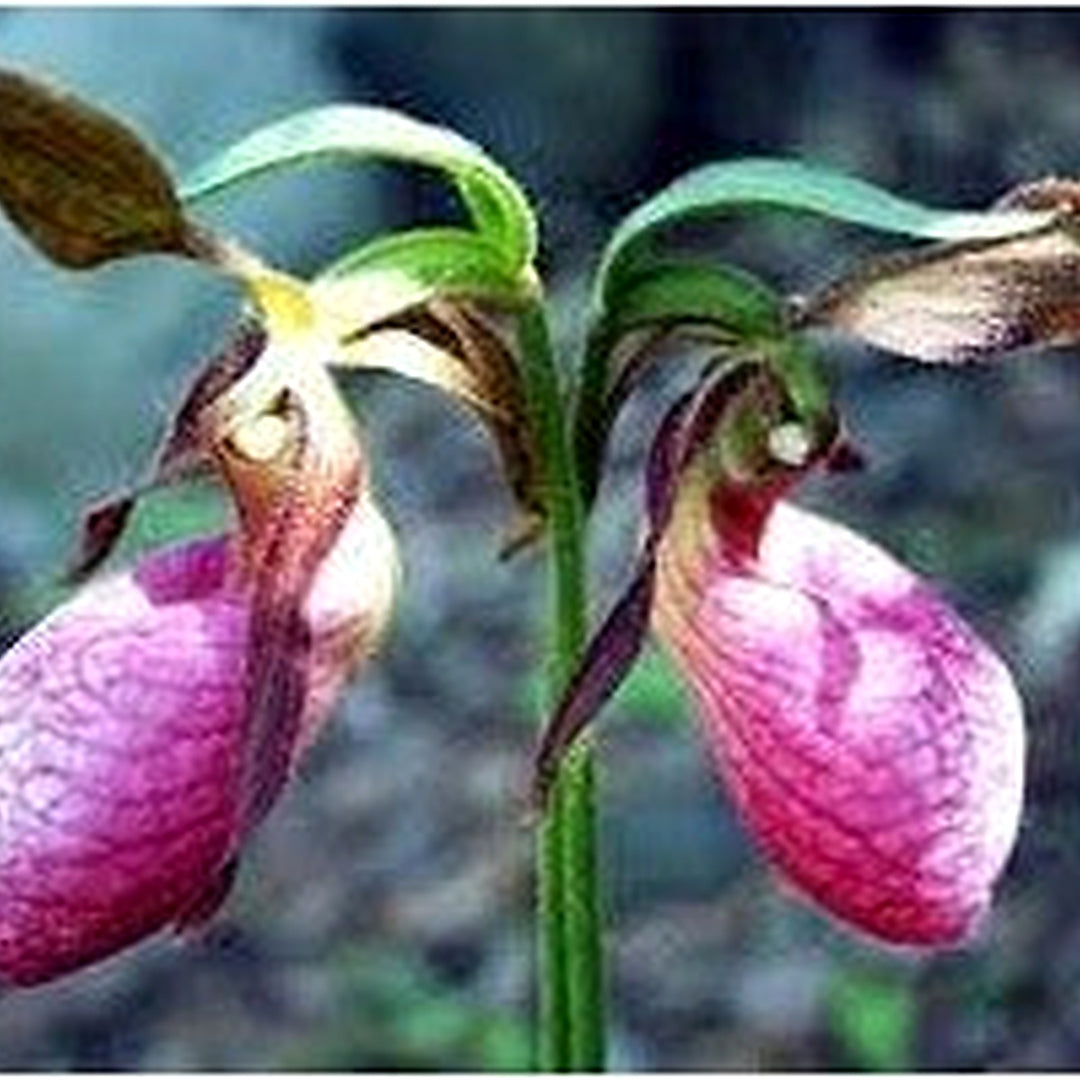 Lady's Slipper Orchid Flower Seeds for Planting [neera-v5-25b6a2783438ca757b13]