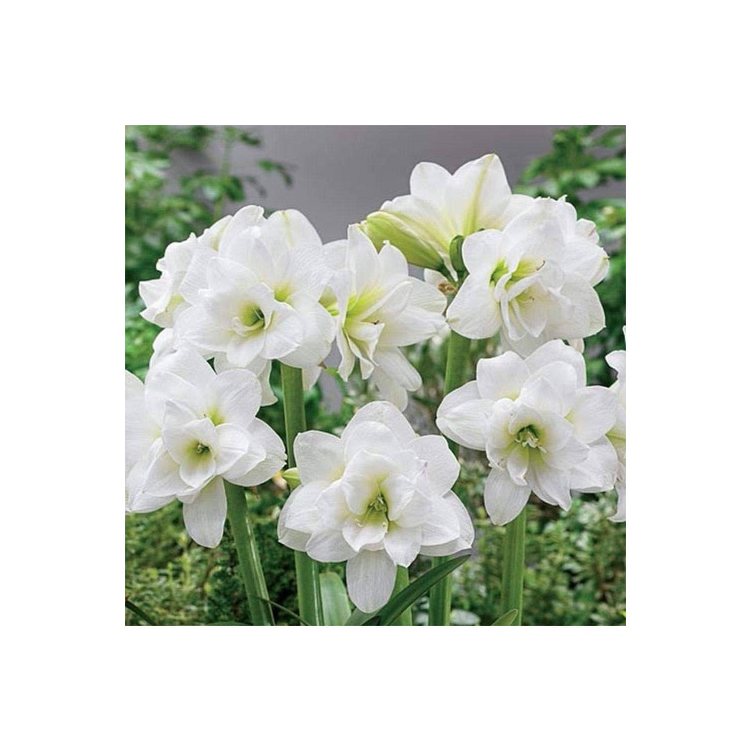 White Amaryllis Hippeastrum Flower For Planting In Indoor Pots Decorative Garden Containers [neera-v5-25c506bccce57561b4dd]