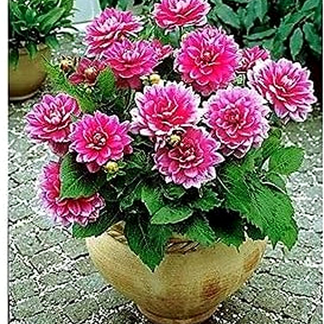 Pink Multi-Color Dahlia Flower Seeds for Planting [neera-v5-25cb19a1555fbbe757ba]