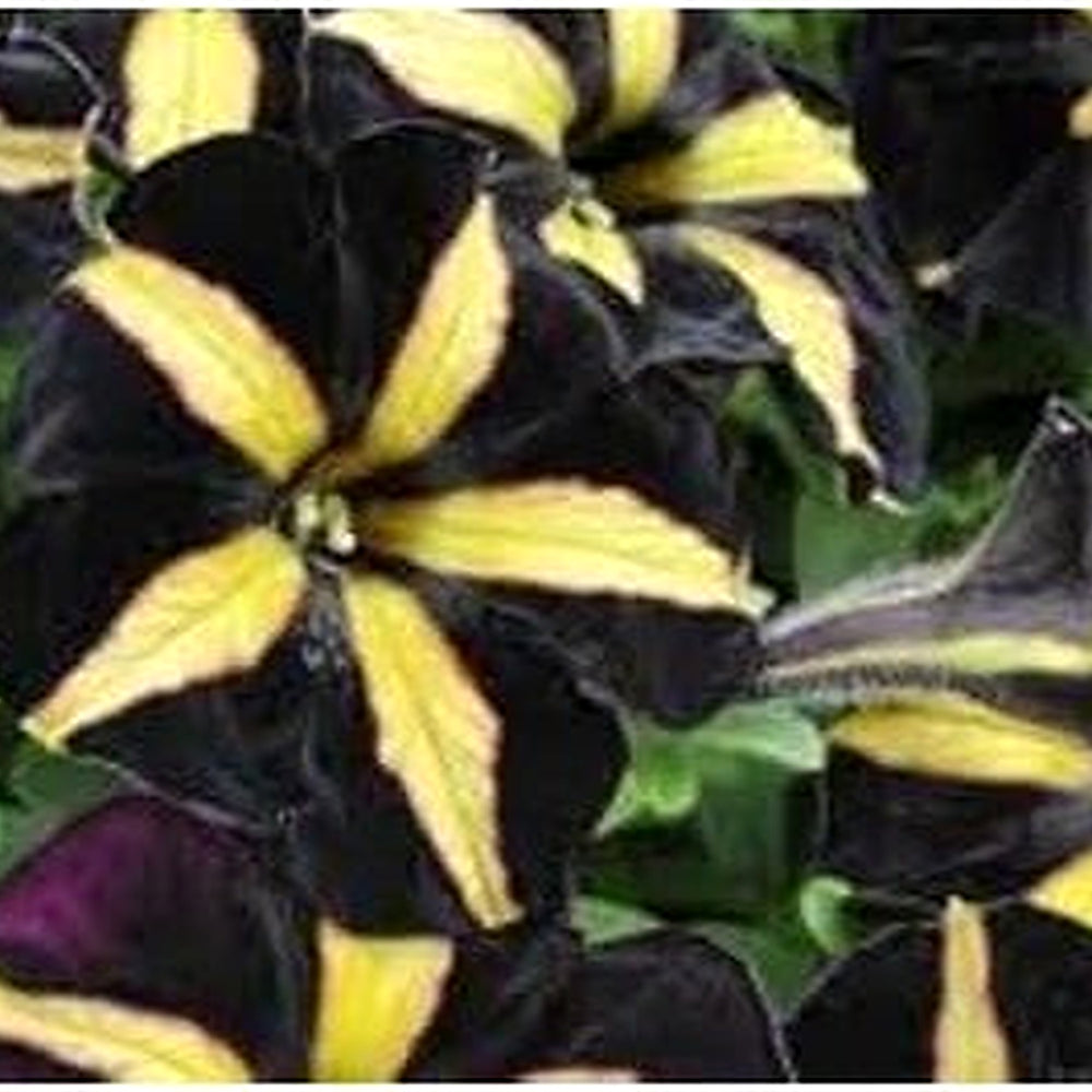 Black Yellow Petunia Flower Seeds for Planting [neera-v5-25d5db4f4ceb6edb7d08]