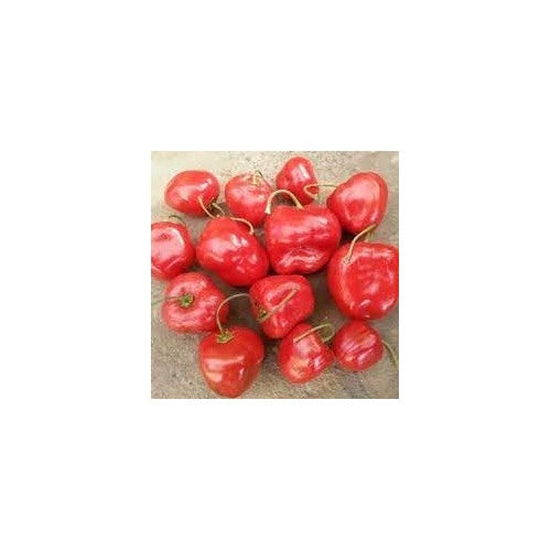 Rocoto Manzano Seeds for Planting [neera-v5-25d9e9b0693c474f98df]