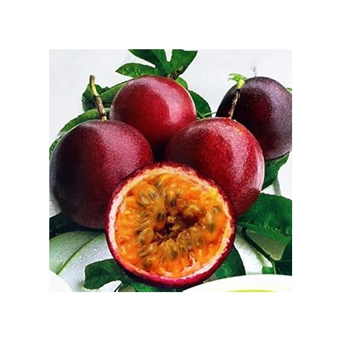 Passiflora Edulis Passion Fruit Seeds for Planting [neera-v5-25df1e4272a5c79a6ee5]