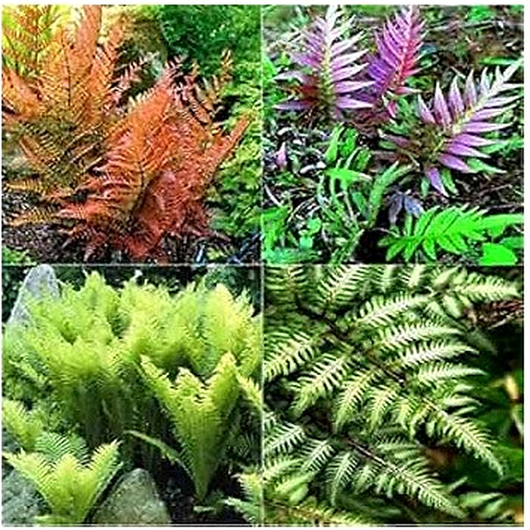 Heirloom Non-GMO Mixed Color Fern Pteridophyta Plant Seeds for Planting [neera-v5-25e37c561f02cd3a6fce]