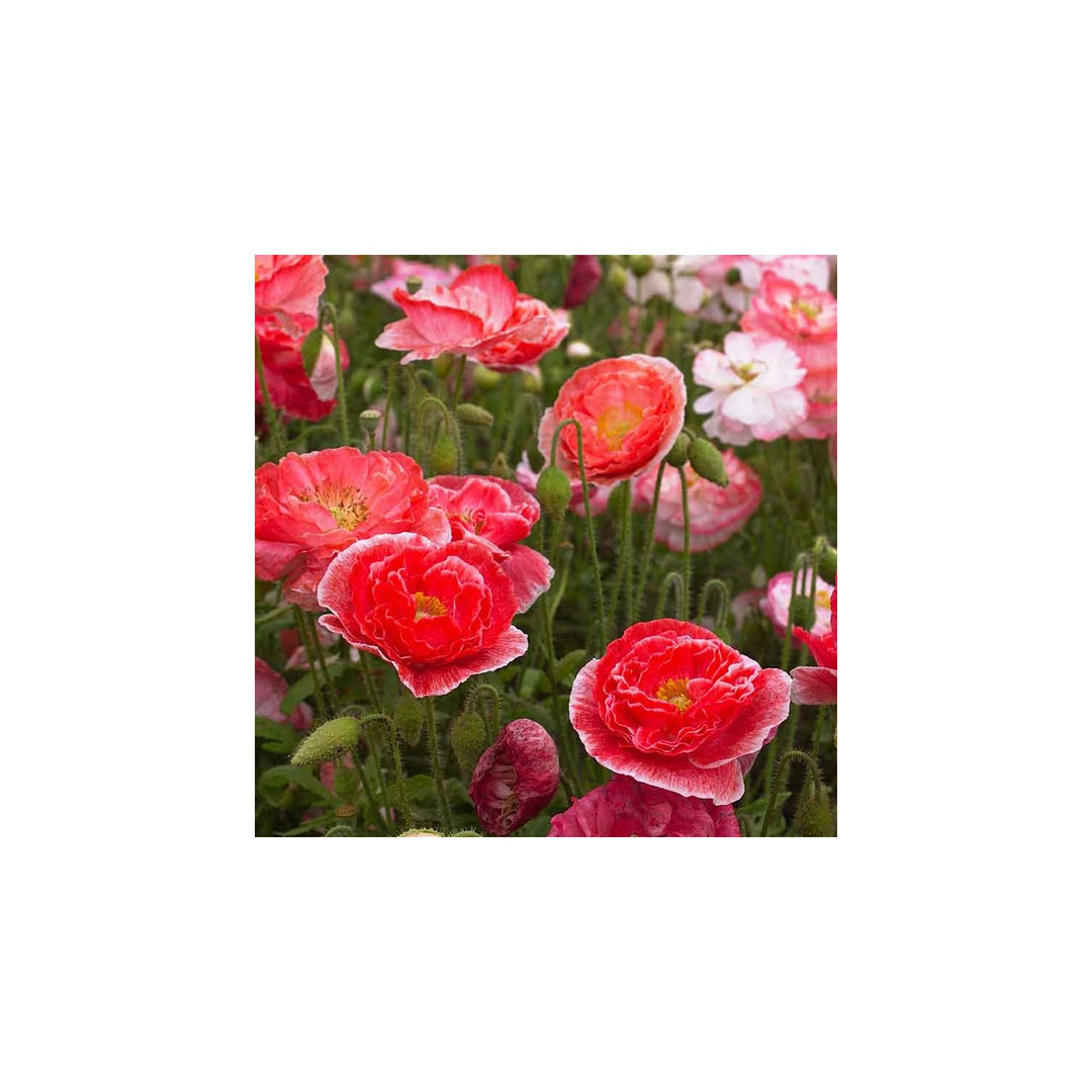 Shirley Double Poppy Papaver Rhoeas Flower For Vibrant Home Garden And Landscape Planting Flower [neera-v5-25f171aa74121cad7be4]