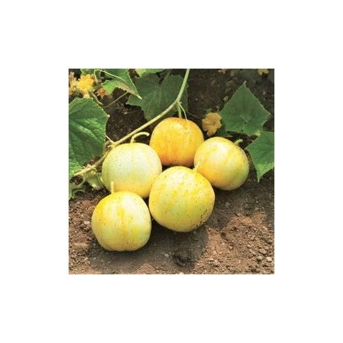 Lemon Cucumber Seeds for Planting [neera-v5-25f778872d342c3ec768]