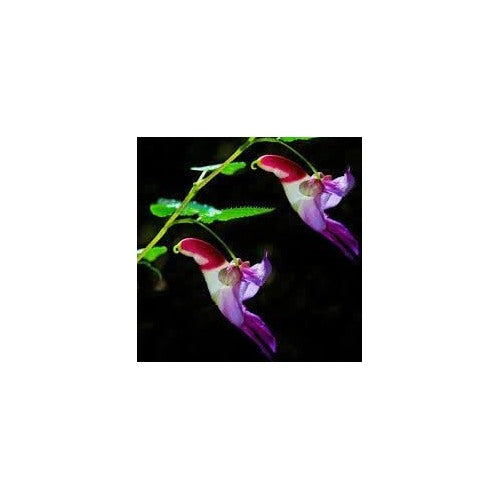 Heirloom Impatiens Psittacina Flower Seeds Non-GMO for Garden Planting Rare Parrot Blooms [neera-v5-2601f8d992b37294fcba]