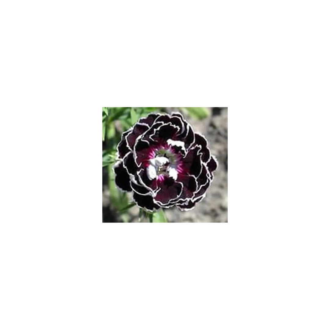 Dianthus Chianti Clove Flower For Planting Non Gmo Flower Seeds for Home Garden Planting, for [neera-v5-260ae8c5073feefc3e3b]