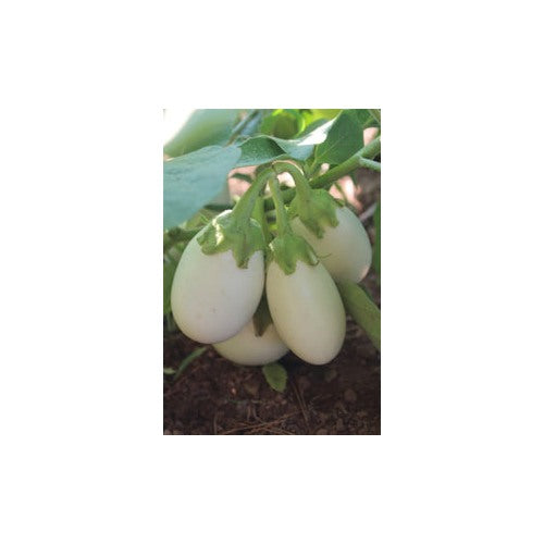 White Eggplant Seeds for Planting [neera-v5-261fbba9e2a7ab6c97ea]