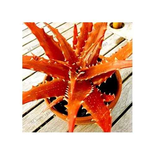 Edible Aloe Vera Plant Seeds [neera-v5-262b480dd82d9a81d9bb]