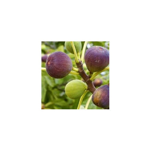 Sweet Fig Fruit Seeds for Planting [neera-v5-262b9a8a35d41d607b89]